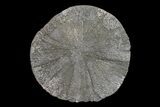 Pyrite Sun - Sparta, Illinois #154074-1